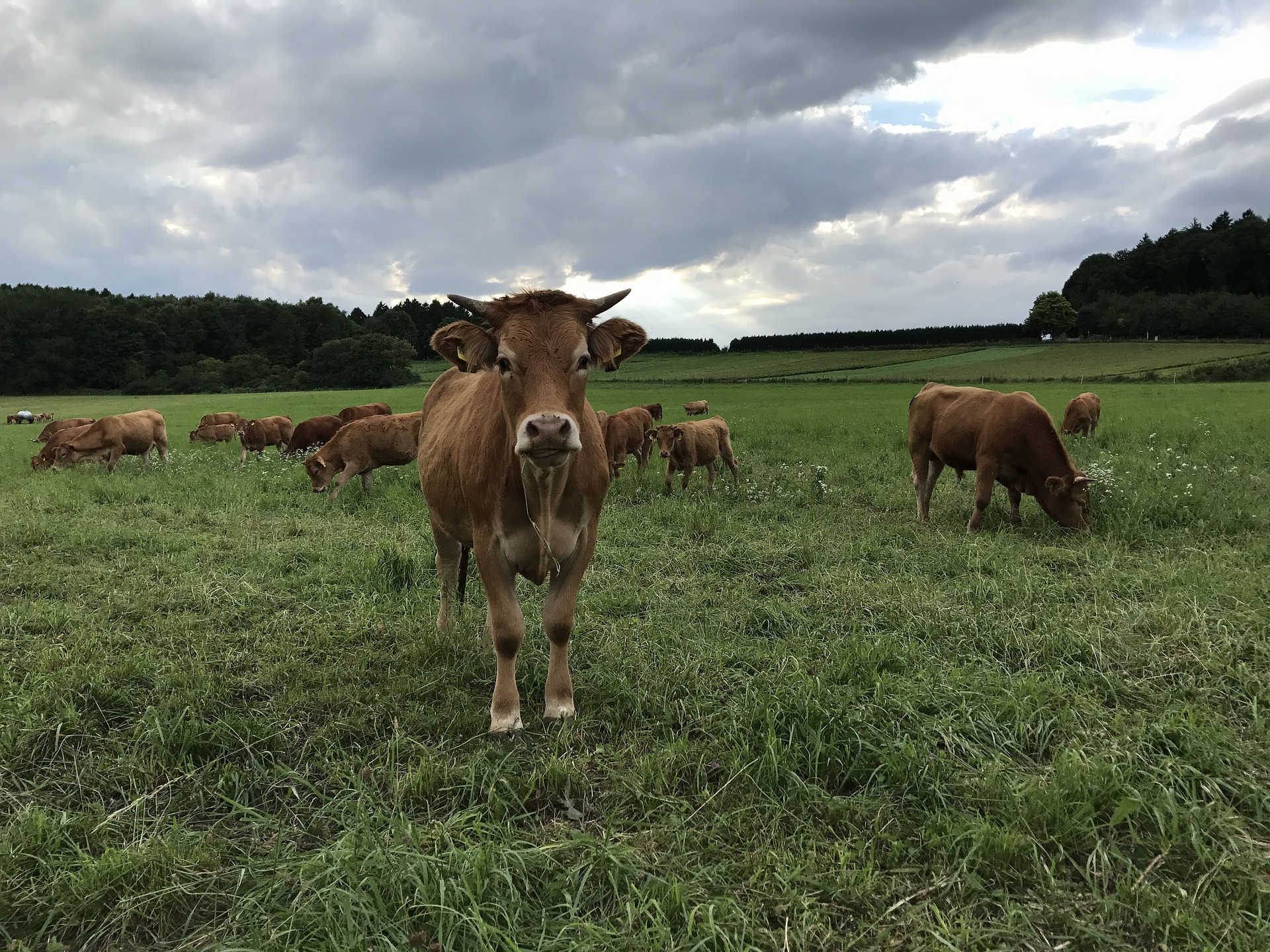 Cows in pasture