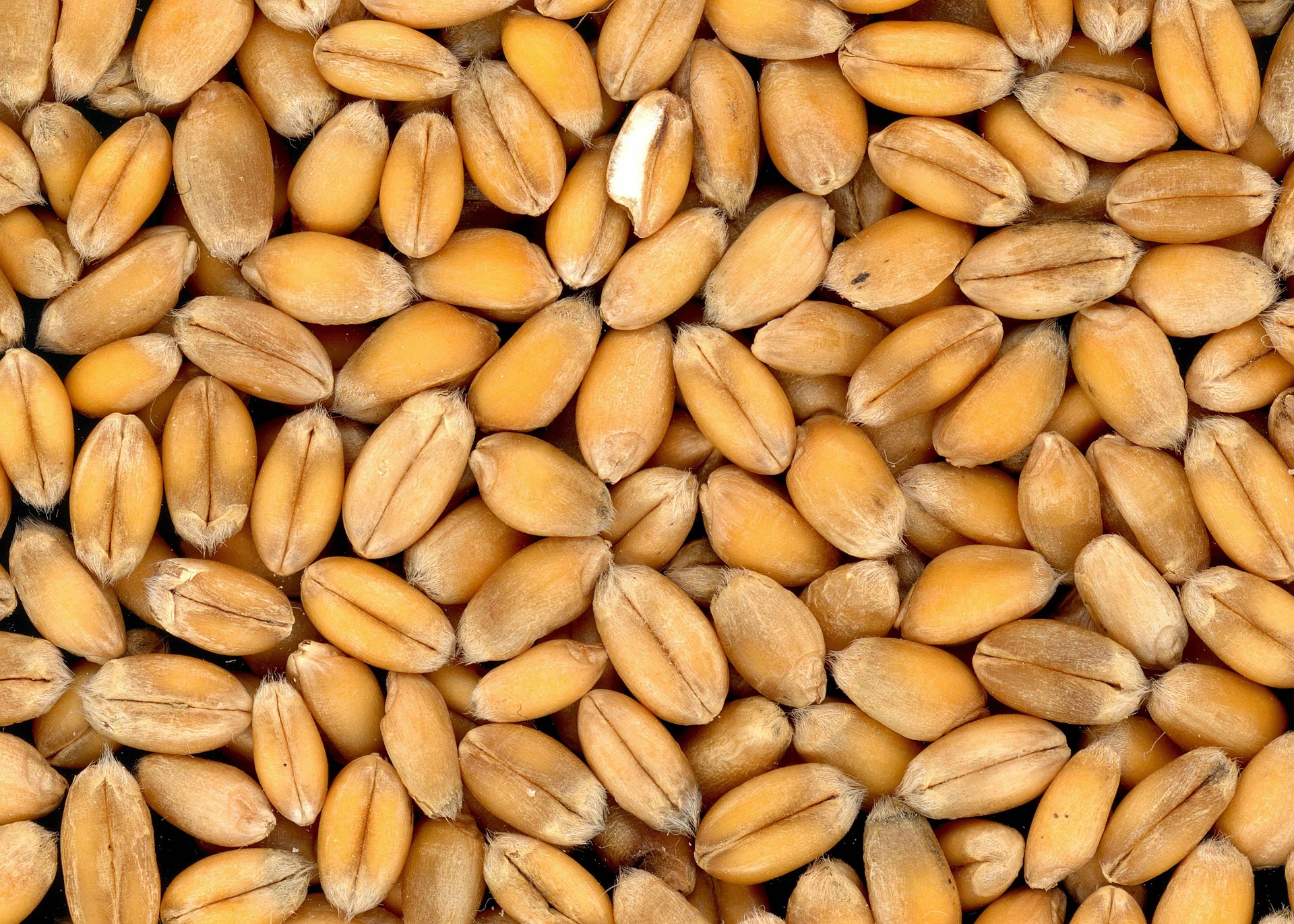 Wheat grains