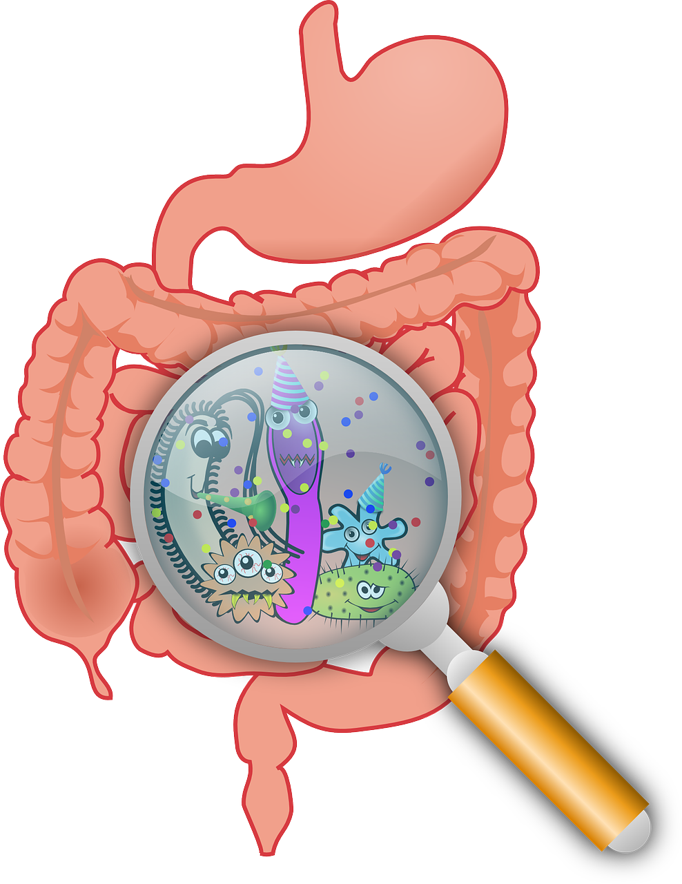 Clip art image of the gut