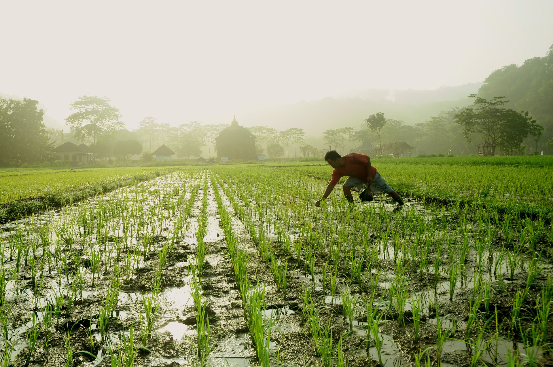Field of rice