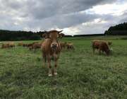 Cows in pasture