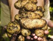 Freshly picked potatoes