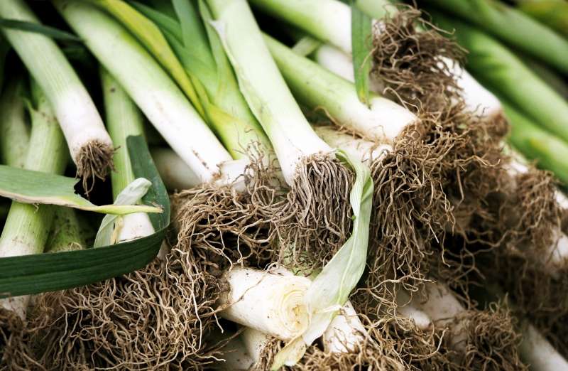 Seasonal food spotlight