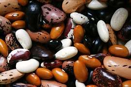 Sources of Protein